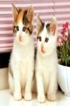 pic for 2 Kittens